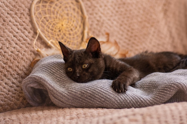 Gemütliche Nickerchenzeit und Schlaf Gemütliche schlafende Katze auf warmer Decke Perfekter Traum und Entspannung