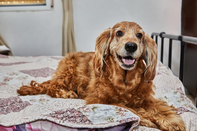 Gemütlicher Canine Retreat Englischer Cocker Spaniel auf dem Bett