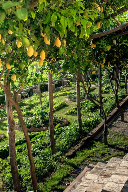 Gemütlicher schattiger Garten mit Zitronen im Dorf Ravelo in Süditalien