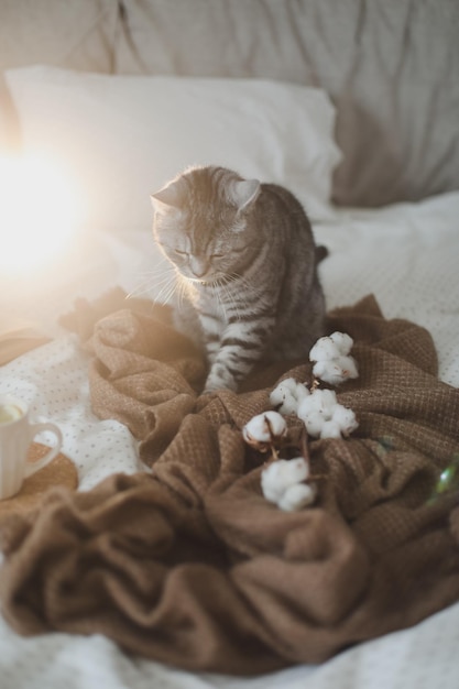 Gemütliches Bett mit einer lustigen schottischen gerade grau getigerten Katze