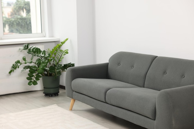 Gemütliches graues Sofa und Topfpflanze im Zimmer