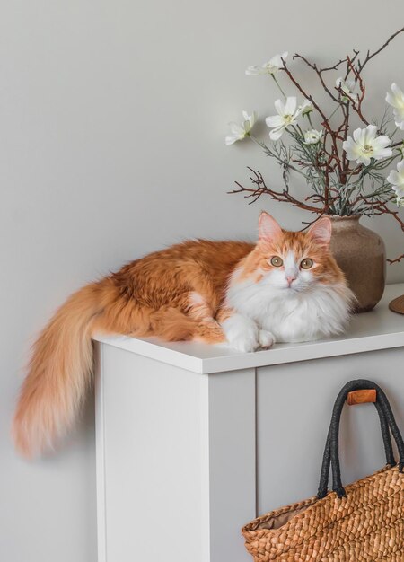 Gemütliches Interieur im skandinavischen Stil, eine rötliche Katze, die auf einer Kommode schläft, eine Vase mit Blumen, ein Strohsack