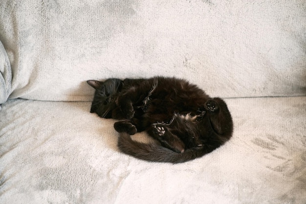 Gemütliches Nickerchen während des Tages Faule schwarze Katze schläft mit dem Bauch nach oben auf einem Sofa