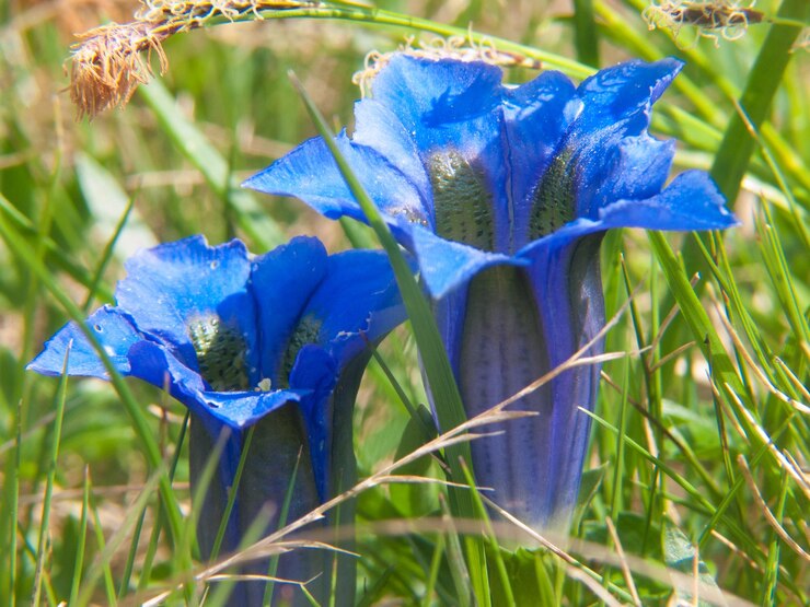 genciana