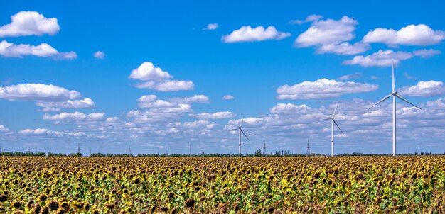 Generadores de viento en un campo de girasol contra un cielo nublado