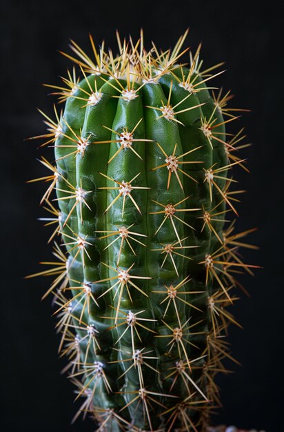 Generar una foto realista de un cactus