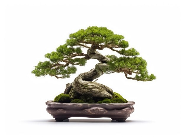 Generative KI-Illustration eines Bonsai-Baums im Keramiktopf auf weißem Hintergrund