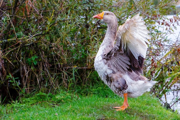 Género de aves acuáticas Anser gansos grises