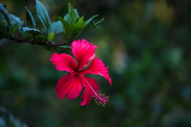 Género Hibiscus Hibiscus florece durante la primavera