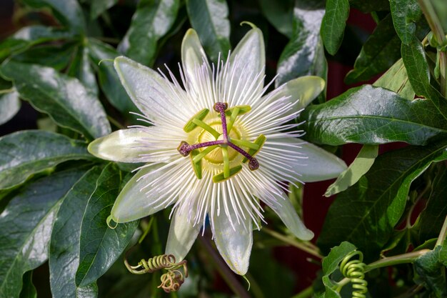 Foto género de planta de hiedra nombre científico passiflora caerulea constance elliot