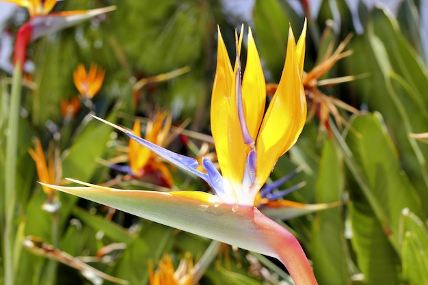 Gênero strelitzia reginae flor de pássaro laranja