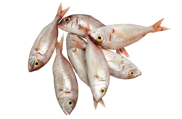 Gêneros alimentícios Salmonete vermelho do mar não descascado fresco fechado no fundo branco