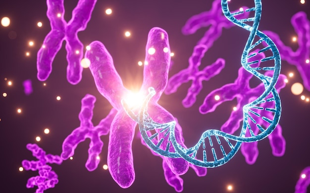 Los genes y los cromosomas humanos en 3D