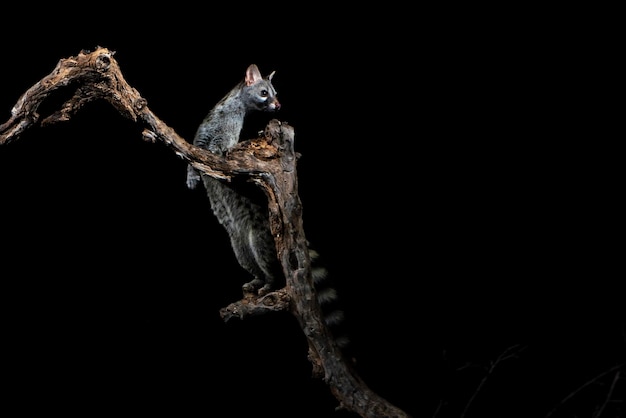 Genet común Genetta genetta Málaga España