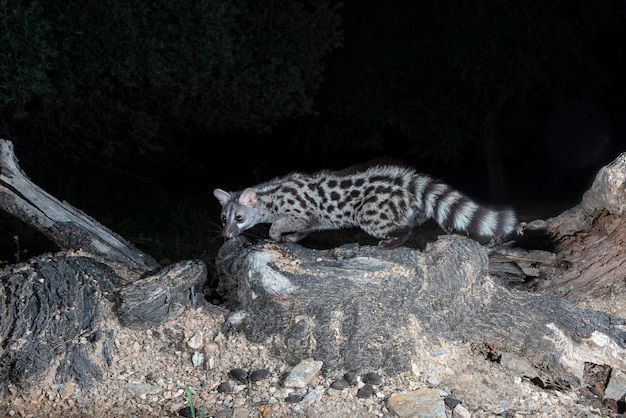 Geneta común (Genetta genetta) Málaga, España