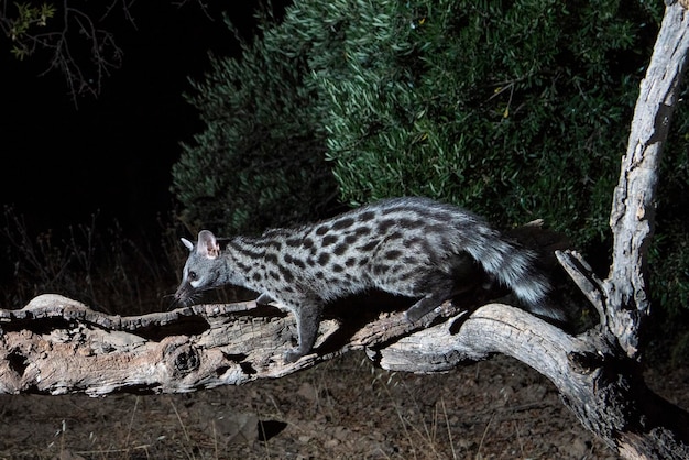 Geneta común (Genetta genetta) Málaga, España