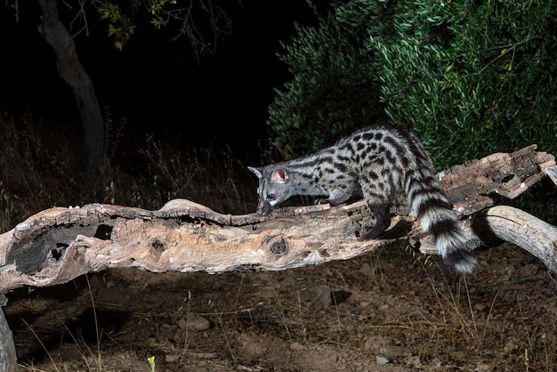 Geneta común (Genetta genetta) Málaga, España