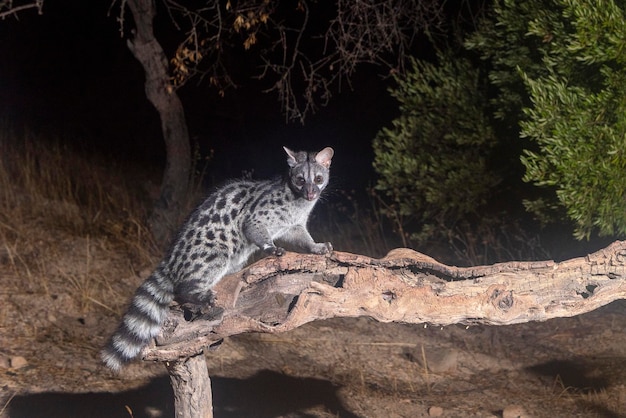 Foto geneta común (genetta genetta) málaga, españa