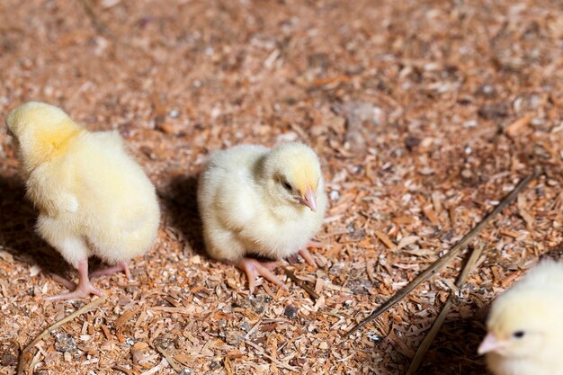 Genetisch verbesserte weiße Hühnerküken auf einer Geflügelfarm, wo Broiler-Huhn für Fleisch gezüchtet werden, viele junge Fleischhühnerküken, Nahaufnahme