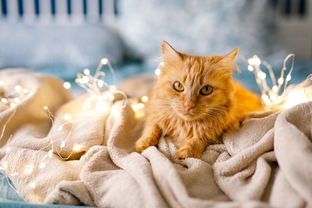 Gengibre fofo e fofo gato deitado na cama com um lençol cor de bétula e um cobertor macio e aconchegante com guirlanda de ano novo no fundo