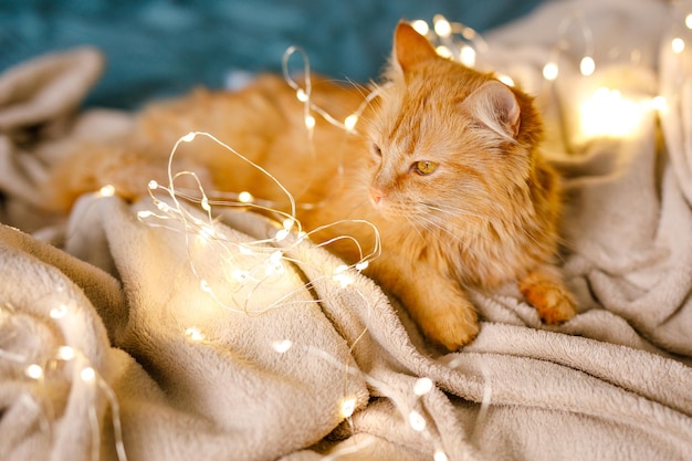 Gengibre fofo e fofo gato deitado na cama com um lençol cor de bétula e um cobertor macio e aconchegante com guirlanda de ano novo no fundo