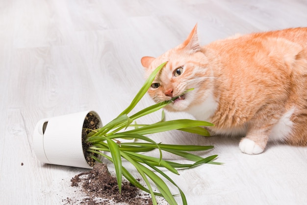 Gengibre fofo gato fofo mordisca uma planta verde caída em um vaso
