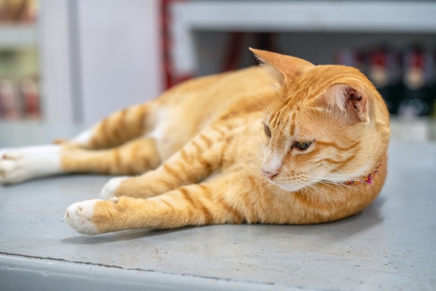 Gengibre laranja jovem gato Shorthair repousa sobre uma geladeira em uma loja na Tailândia