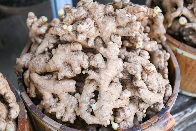 Gengibre orgânico fresco no mercado fresco na tailândia planta de gengibre fresco colheita raiz de gengibre no campo agrícola para venda no mercado