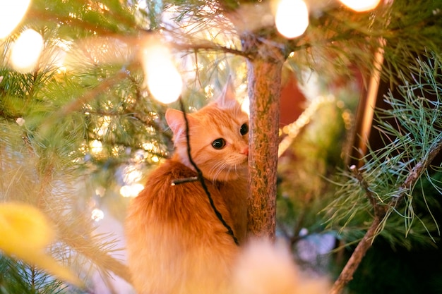 Gengibre pode na árvore de natal