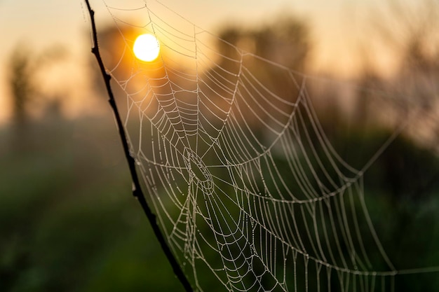 Genial y hermosa foto de telaraña con gotas de rocío temprano en la mañana durante el amanecer. Telaraña con gotas de agua.