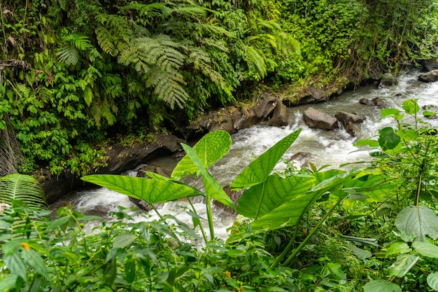 Geniesse dein Leben. Schneller Gebirgsfluss, der im tropischen Wald, schöne grüne Landschaft läuft stockfoto