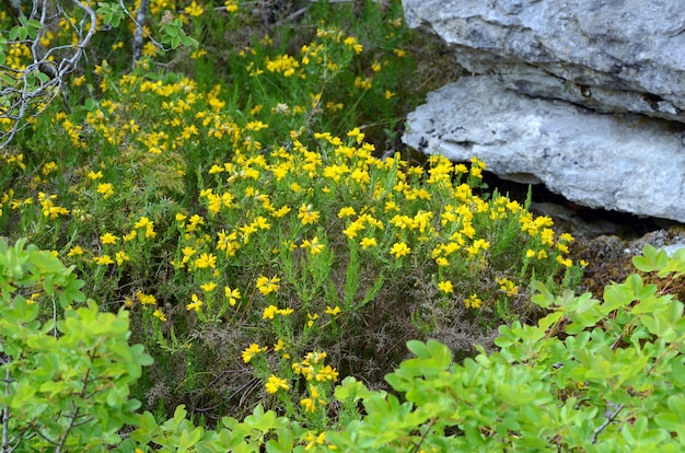 Genista (Genista hispanica) en flor