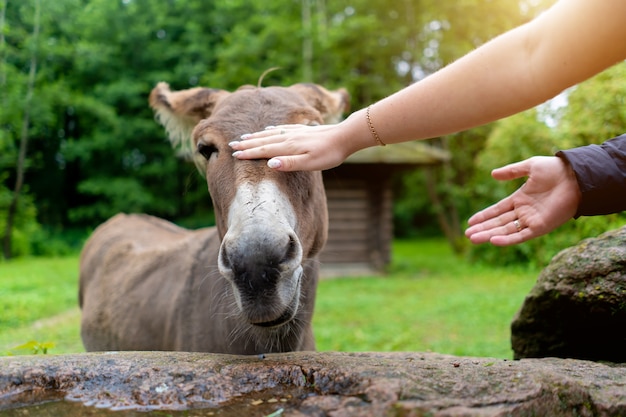 La gente acaricia al burro con las manos.