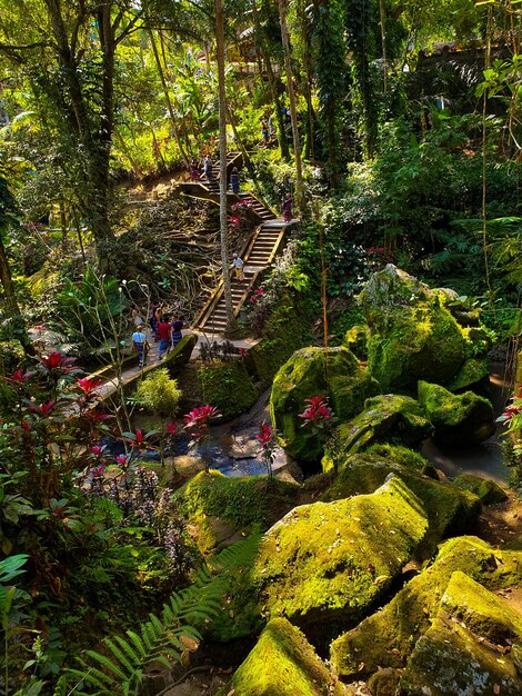 Foto gente en el bosque