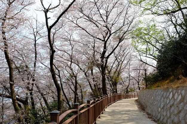 La gente camina en el Festival Jinhae Gunhangje en Busan, Corea.