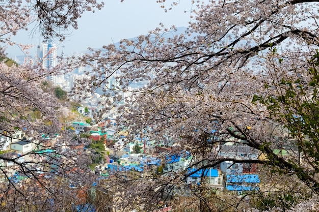 La gente camina en el Festival Jinhae Gunhangje en Busan, Corea.