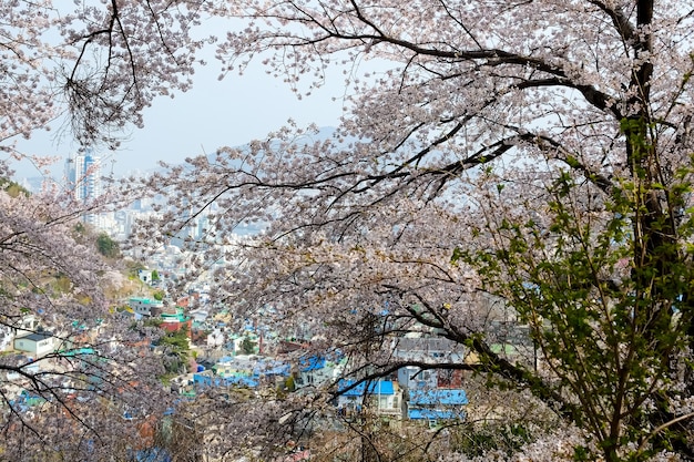 La gente camina en el Festival Jinhae Gunhangje en Busan, Corea.