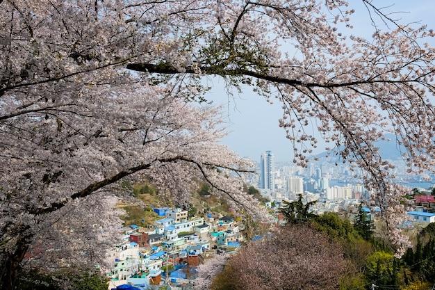 La gente camina en el Festival Jinhae Gunhangje en Busan, Corea.