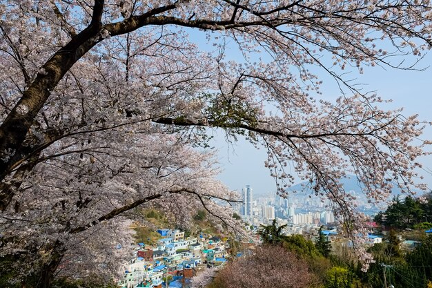 La gente camina en el Festival Jinhae Gunhangje en Busan, Corea.