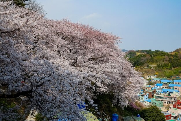 La gente camina en el Festival Jinhae Gunhangje en Busan, Corea.