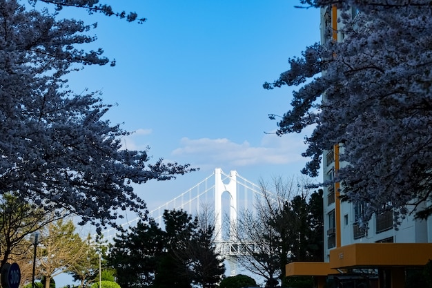 La gente camina en el Festival Jinhae Gunhangje en Busan, Corea.