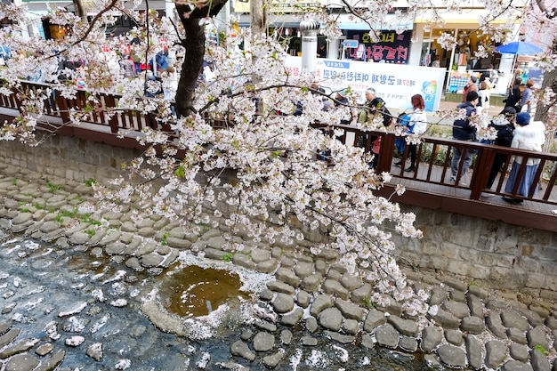 La gente camina en el Festival Jinhae Gunhangje en Busan, Corea.