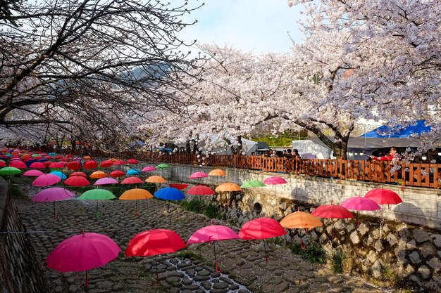 La gente camina en el Festival Jinhae Gunhangje en Busan, Corea.