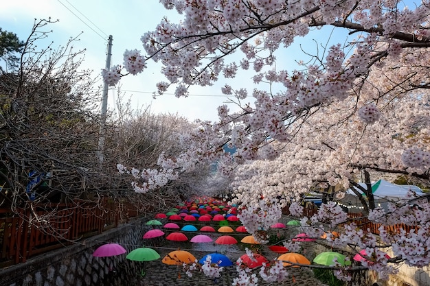 La gente camina en el Festival Jinhae Gunhangje en Busan, Corea.