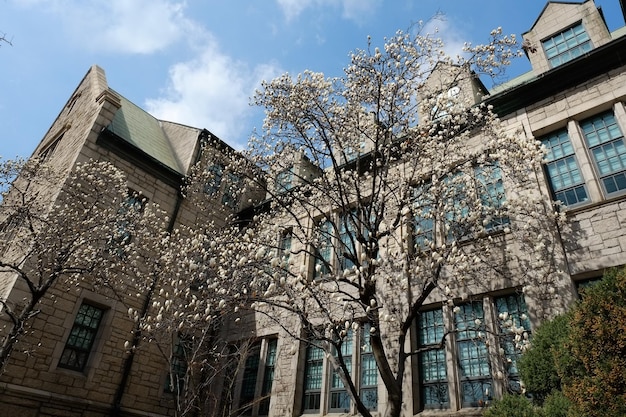 La gente camina en la Universidad Femenina Ewha el 23 DE MARZO de 2019 en Seúl Corea La Universidad Femenina Ewha es actualmente el instituto educativo femenino más grande del mundo