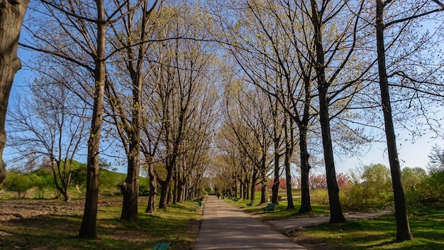 Gente caminando por el callejón del parque de la ciudad en la vista posterior del día de primavera