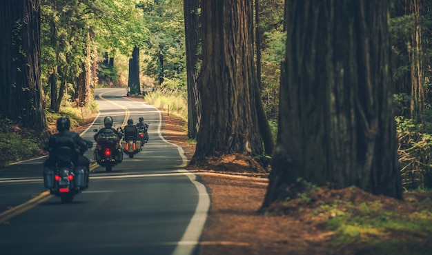 Foto gente caminando por el camino en el bosque