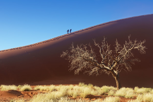 Foto gente caminando sobre las hermosas dunas del amanecer del desierto de namib, sossusvlei, namibia, sudáfrica