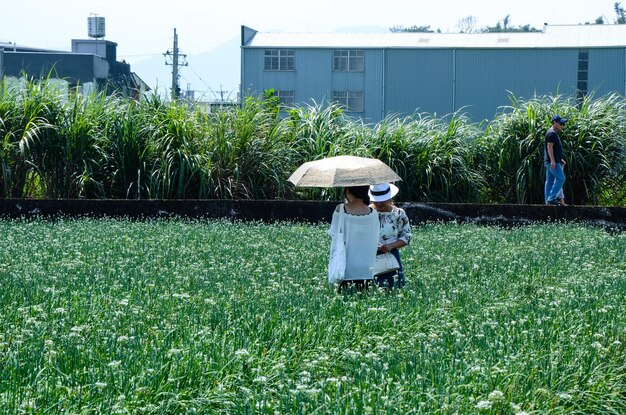 Gente en el campo de las cebolletas de puerro