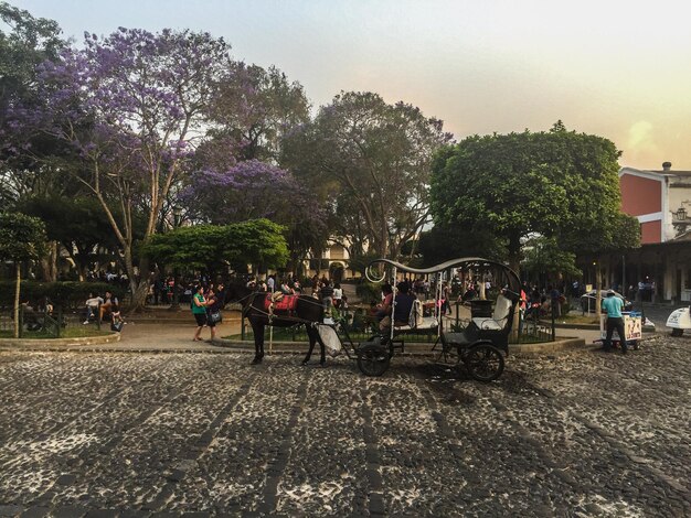 Foto gente contra los árboles en el parque